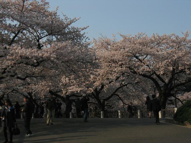 3月後半からの靖国神社の桜は綺麗です！